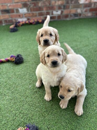 Psi: Golden retriever puppies for sale very playful with kids and other
