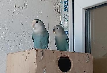 Quşlar: Sevgiquşları (Lovebird) – müxtəlif rəng kombinasiyaları - Növlər — 4