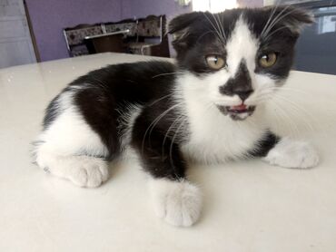 шотландская длинношерстная кошка: Шотландский кошка два мешка оба там