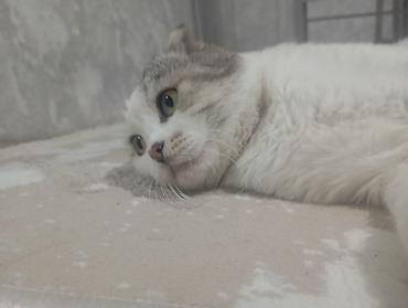 цена шотландского вислоухого кота: Скотиш Фолд (Шотландская вислоухая), 1 год, Мальчик, Биколор, С прививками — 2