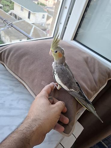 pidbul balasi: Salam. 3 ayliq ter temiz karella balasi. oz qusumun balasidi. tam — 2