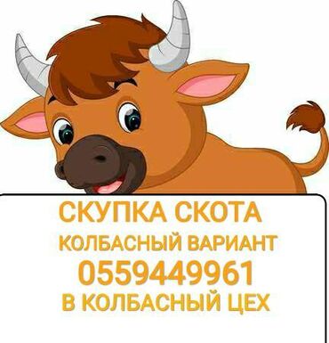 340 объявлений: Куплю | Коровы, быки, Лошади, кони | Круглосуточно