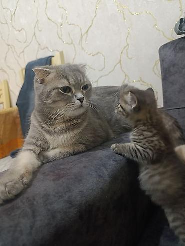 Pişiklər: Şotland — 1