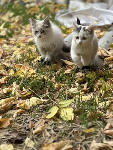 сколько стоит породистая кошка: 3 месяца, Девочка, Метис