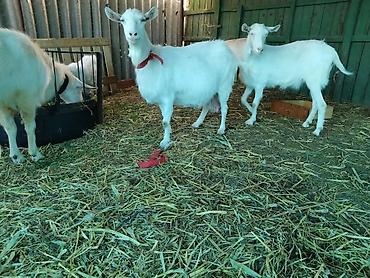 Козы, козлы: Продаю | Коза (самка), Козёл (самец), Козлёнок | Зааненская, Битал | Для разведения, Для молока | Племенные, Котные, Осеменитель — 23