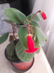 dovşan şəkilləri çəkmək: Kohleriya 8 azn satilir