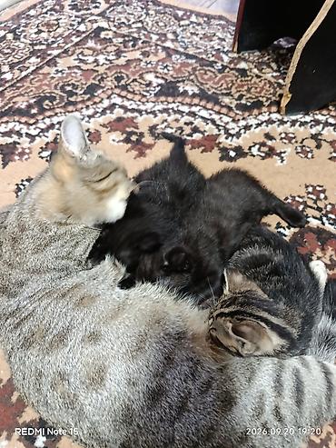 кошка веслоухий: Котята домашние отдам в хорошие руки — 2