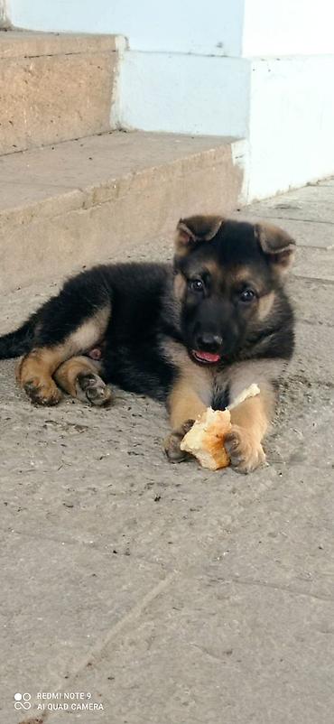 setter it cinsi: Alman çoban iti — 3