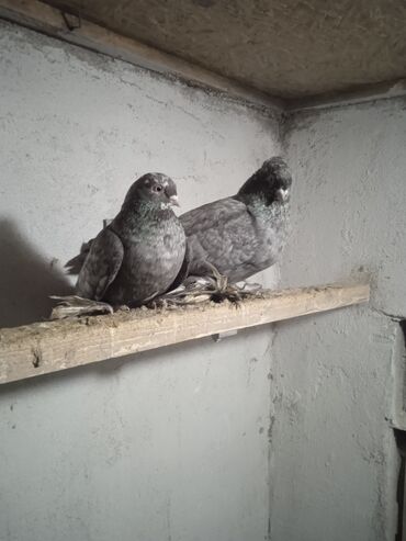 Птицы: Продаю голубей,все молодые прошлогодние.Птицу гоняю.Цены — 2
