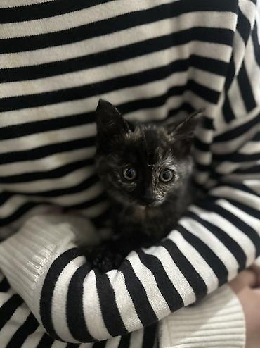 Продажа кошек: Котята — домашние любимцы Бесплатно Отдам в хорошие руки Умеют — 2