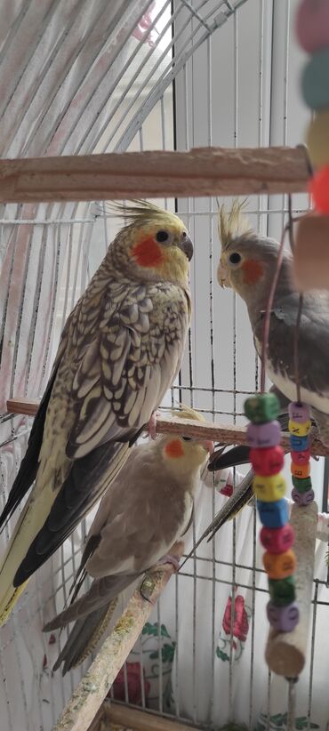 Tutuquşları: Nimfa (cockatiel) tutuquşuları – müxtəlif rəng mutasiyaları ilə - — 9