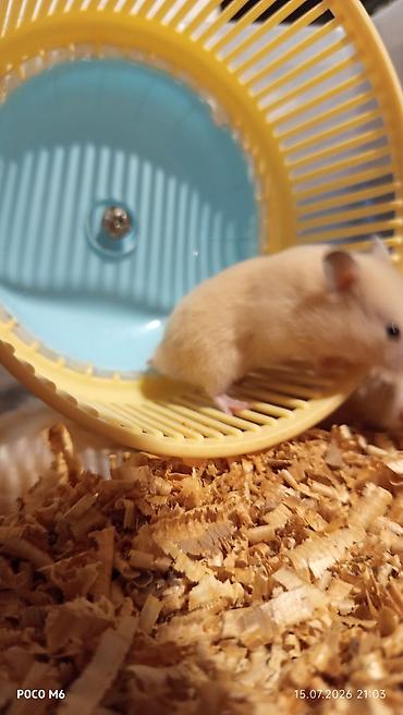 Gəmiricilər: Qum rəngli xəzli balaca hamsterlər(Suriya) - Növ: dekorativ hamster — 4