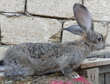 Dovşanlar: ALMAN PYOSTER və RİZEN CİNS DOVŞANLAR SATILIR. Pyoster-Xallı erkəy 6 — 15