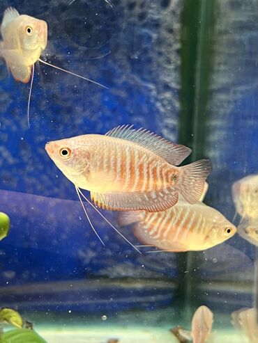 Аквариумы: Рыбки | Аквариумы | Оборудование | Аксессуары | Растения Богатый опыт — 2