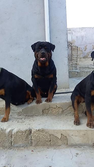 döyüş itləri: Rotveyler, 2 ay, Erkək, Peyvəndli, Ünvandan götürmə — 7