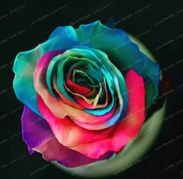 Semena i sadnice: Seme ruže
Cena:650din/10 semenki na lalafo.rs — 9 Semena i sadnice: Seme ruže
Cena:650din/10 semenki — 9