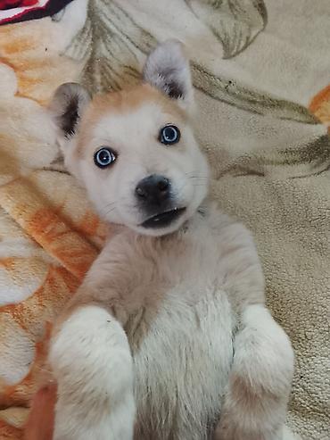 dog chow: Щенок девочка породистая на половину хаски — 1