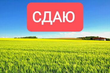 суугат жерлер: СДАЮ землю в аренду! Поливная.С водой проблем нет .Рядом есть