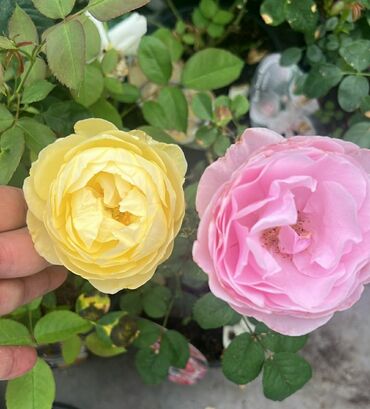 Qızılgül: Пионовидные розы голландские,сортовые в периоде цветения здоровые
