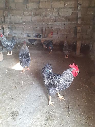 Toyuqlar: Toyuq, Damazlıq -da lalafo.az — 5 Toyuqlar: Toyuq, Damazlıq — 5