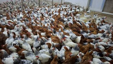 heyratı toyuqları: Toyuq, Ətlik, Ünvandan götürmə