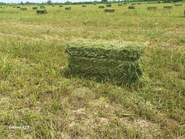 бакал жугору: Тук түк пресс прес беде чөп чоп сена беловодскийде предтеченка