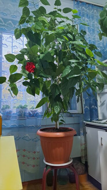 сколько стоит букет из мандаринов: Крупный комнатный гибискус (китайская роза) в декоративном горшке