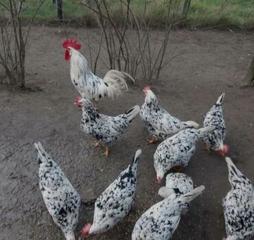 Выездные банкеты: Продаю | Цыплята, Инкубационные яйца | Леггорн | Несушки