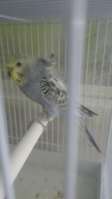 Tutuquşları: Bir ədədi -100-azn 150 azn aq rəydə olanlar qiymət fərqli hazır -da lalafo.az — 16 Tutuquşları: Bir ədədi -100-azn 150 azn aq rəydə olanlar qiymət fərqli hazır — 16