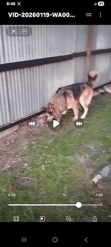 İtlər: Xaski, 1 ay, Erkek, Peyvəndli, Ünvandan götürmə — 9