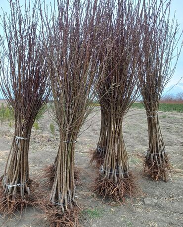 Tinglər: Məhsul: meyvə tingləri Xüsusiyyətlər: - Hər növ meyvə tingləri — 10