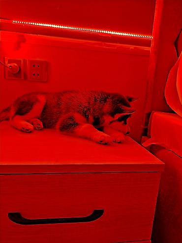 İtlər: Xaski — 6