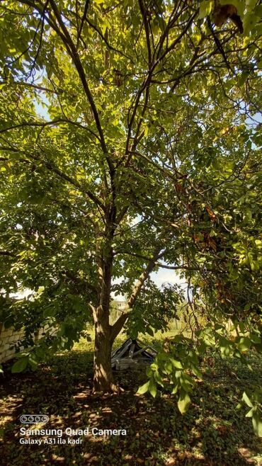 Həyət evləri və villaların satışı: 6 otaqlı, 150 kv. m, Orta təmir — 61