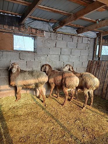 Баран, овца: Продаю | Овца (самка) | Для разведения — 4