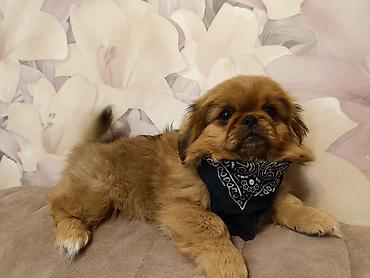 İtlər: Pekines, 3 ay, Erkək — 2