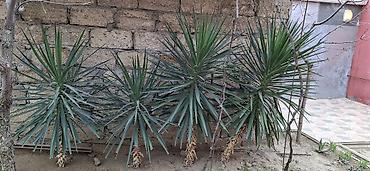 roza: Yucca filamentosa (yucca, dekorativ kollar) - Bitki növü: Həmişəyaşıl — 3
