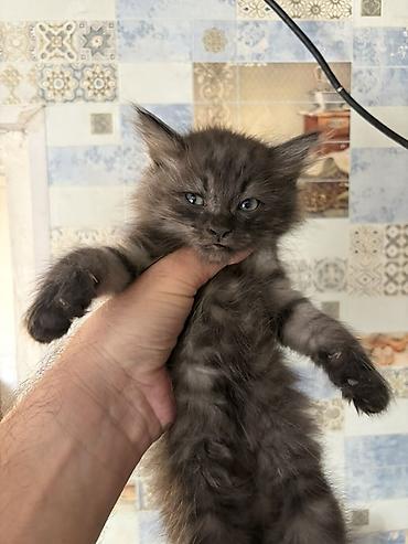 Отдам даром кошку: Котята домашние, пушистые, окрас дымчатый и колор‑пойнт (светлое тело — 2