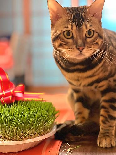 Pişiklər: Benqal, Erkək — 4