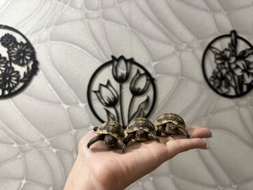 Digər heyvanlar: 🐢 Quru tısbağalar – səssiz, amma sirli dostlar! Min illərdir yaşayan -da lalafo.az — 9 Digər heyvanlar: 🐢 Quru tısbağalar – səssiz, amma sirli dostlar! Min illərdir yaşayan — 9