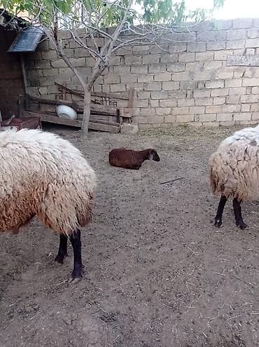 kömeye telesen itler: Qoyun sürüsü – yerli ətlik-yunlu tip - Növ: yerli xallı/qaradolaq — 9