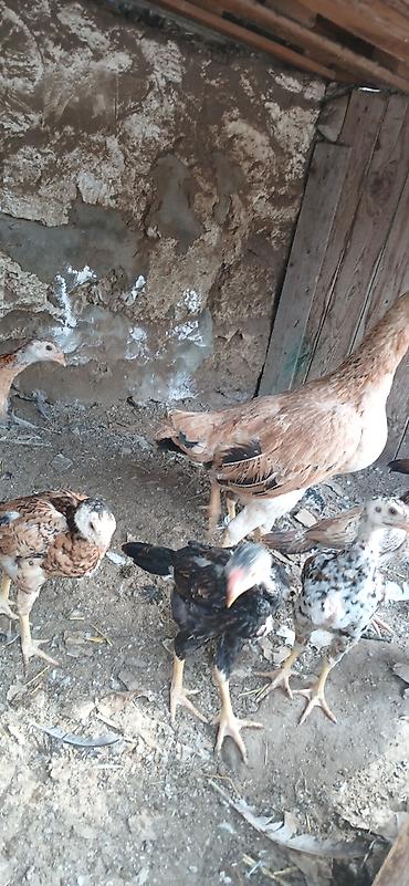 quş satışı: Heyrati6 ti cuce 1 ay yarimliqdi 1 Fere yeni analari 150 manata super — 3