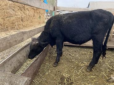 купить корм для собак 20 кг: Продаю | Бык (самец) | На откорм — 3