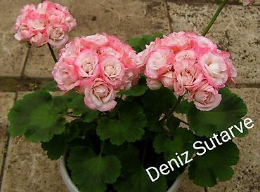 Герани и пеларгонии: Продаю сортовые розебудные пеларгонии, есть и старые хорошие сорта — 17