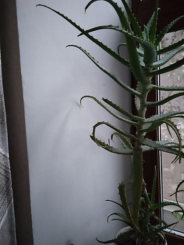 aloe: Алоэ (Aloe arborescens/вековое) — крупное комнатное растение. - — 2