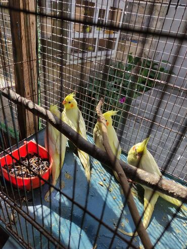 Tutuquşları: Korella 40-70 azn əl quslari bala hazir quslar tutuqusu quslar papuqay — 8