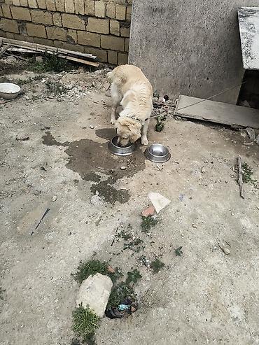 labrador retriever: Retriever, Peyvəndli — 5