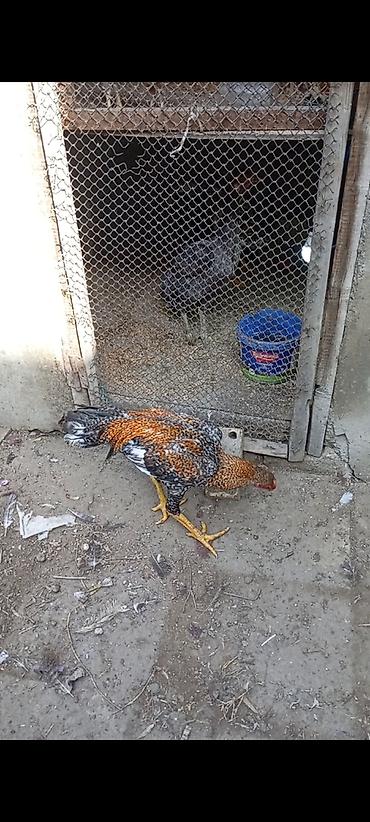 heyratı cücəsi: Heyrati pleymut becə satilir.mart cücəsidi.irak türk qarişigidi — 1