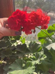 Otaq bitkiləri: Butun guleri endirimnen satiram ancag xanimlara satiw olur cox gul — 26