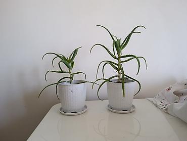 Алоэ (Aloe vera) в горшках. Продаю алоэ. Длинное алое 600 сом
