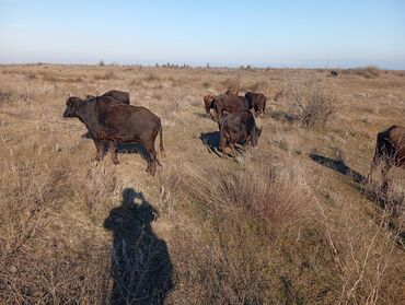 Camış: Məhsul: Su camışı sürüsü boğaz çatmışlar. 9 heyvan 6 ana camis . 3 — 4